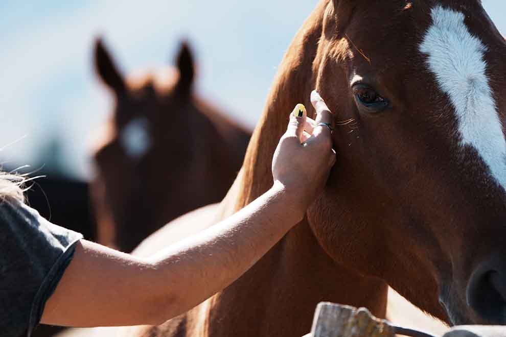 Imagem de uma cavalo em um campo