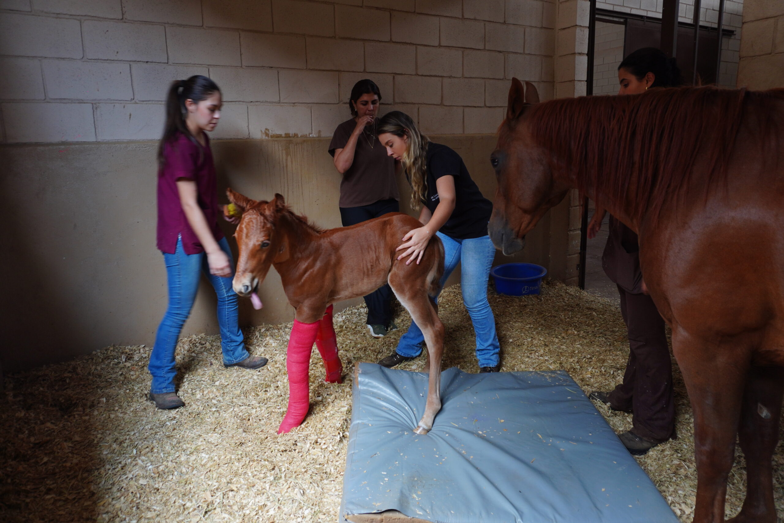 Pós graduação, Cursos Imersivos Rápidos e Estágios extracurriculares.