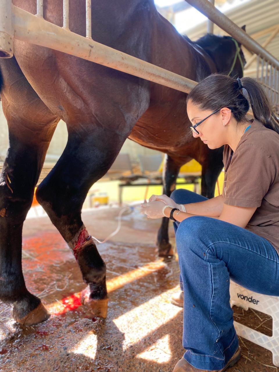 imagem da Ortopedia equus center